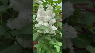 White Lilac | #shorts # justforfunvlogs
