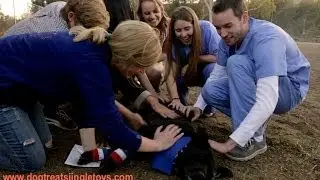 Episode One: Bark In The Park