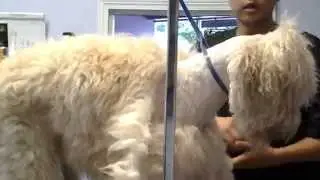 Grooming Advice: Tip for Shaving a Matted Coat
