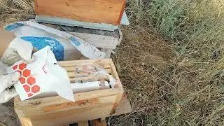 Varova mücadelesi için sedir katranı ve sonuçları