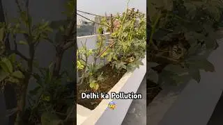 Delhi Pollution Reality 😔 | Plants Par Roz Dust Ki Layer