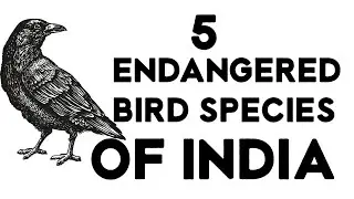 5 ENDANGERED BIRDS SPECIES IN INDIA
