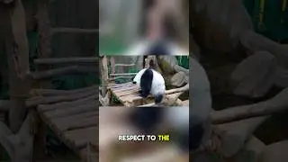 Pandas Fake Pregnancy for Snacks 🐼😂