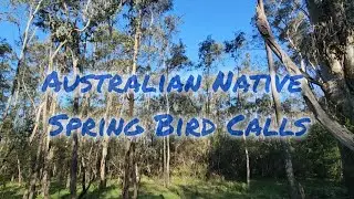 Australian Spring Birds Calling NSW Nature Reserve Ambient Sounds for Sleep, Study, Meditation