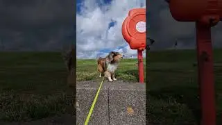 Barkin' Mad Rough Collies