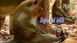 Million Pity baby Anissa crying loudly by mom Anna fighting to rejected milk