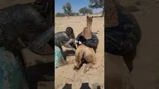 الجمل الطريف يقوم بحركات تجعلك تضحك!