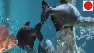 When you go to KLCC Aquarium during Public Holiday and School Holiday
