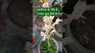 रजनीगंधा के पौधे से ज्यादा फूल कैसे ले | Tuberose Plant Care #shorts #GardeningCare