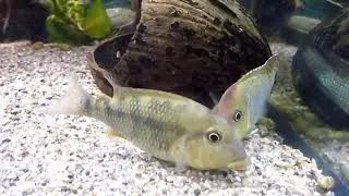 geophagus steindachneri нерест