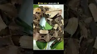 தப்பித்தவறிகூட இந்த Cute ஆன பாம்பு கிட்ட போய்டாதிங்க || Gaboon Viper || Animal Voiceover Tamil