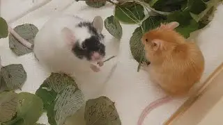 When Midas met Amara, a mousy love story