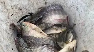Cá Rô Phi Quá Nhiều và Cái Kết Bất Ngờ