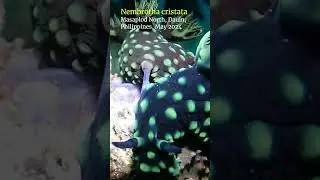 Nudibranch mating #dauin #philippines #scubadiving