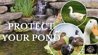 11 Safe Ways to Help Keep Ducks Out of Your Pond: Commercial and Natural Options