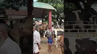 cow unloading, cow video, cow videos, big cow, goru hamba cow #cow