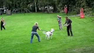 Bílý švýcarský ovčák, nácvik obran