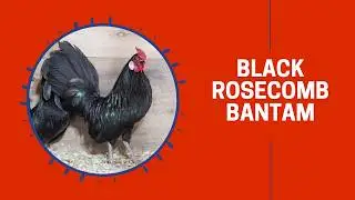 Black Rose Comb Bantam Breed Chicken (Breeder Flock)