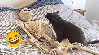 Funny Cat Reactions That Will Make You Laugh 😹 Try Not To Laugh
