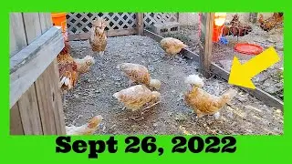 Польские куры породы Бафф, 26 сентября 2022 г.