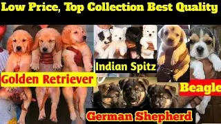 Aryan Pet's shop is live | Low Price, Top Collection, Best Quality