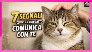 I 7 segnali con cui il tuo gatto comunica fiducia e affetto