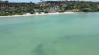 Guess Who Moved In? A Dugong at Pullman Phuket Panwa!