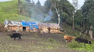 Nepali Mountain village life into the Rainy Season | Daily Activities of Rural village life in Nepal