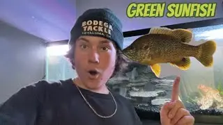 Micro fishing for pet sunfish!!!