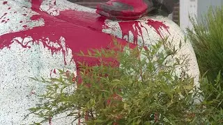 Raw: Statue Of John Sutter Vandalized In Sacramento