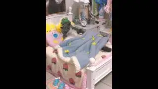 Cute Cat Family Bonding Moments That Will Make You Smile!