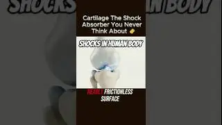 How Your Body&rsquo;s Silent Shock Absorber Works #Cartilage #Anatomy #shorts