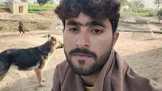 Couple of Black Dogs Mating and Crossover Process,dog mating, dog breeding, black dogs mating🥰do