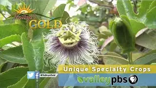 Unique Specialty Crops - Valley's Gold