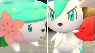 FULL SHAYMIN FORMS TEAM! Shiny Shaymin Sky Form, Shiny Shaymin Land Form - Pokemon Brilliant Diamond