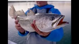 GATOR SPECKLED TROUT LOVE THIS BAIT! Gator Speckled Trout Fishing with How to and Tips