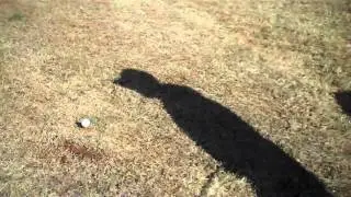 Shark Attack Golf Mash Up