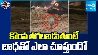 కొంప తగలబడుతుంటే బాధతో ఎలా చూస్తుందో | Snake Viral Video | Garam Garam Varthalu | Sakshi TV