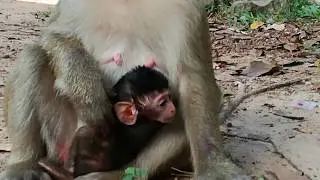 It looks so pity for newborn baby monkey, Newborn baby monkey