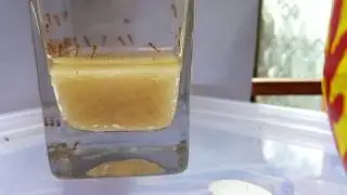 Sugar syrup for ant... #Ant_photography. #timelapse, #mobilephotography, #timelapsewithmobile,