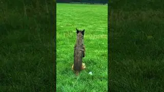 Great Obedience From Belgian Malinois