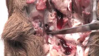 How to inspect the head of a roe deer