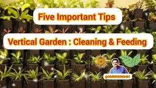 Five Important Tips For Vertical Garden's Cleaning & Feeding