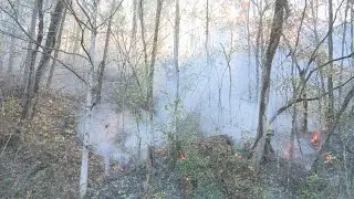 Forest fires continue to grow as 10,000 acres remain uncontrollable