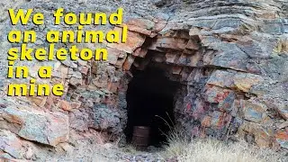 We Found An Animal Skeleton In A Mine
