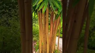Golden bamboo😍 #viralvideo #green #bamboo #plants #garden