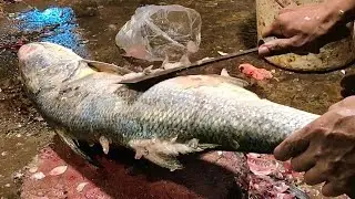 Incredible Giants Indian Salmon Fish Cutting | Fourfinger Threadfin Fish Cutting Skills