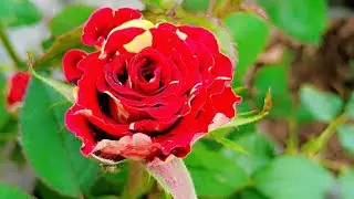 Tarrice garden fruit plant flower plant