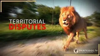 2 Male Lions have a TERRITORIAL DISPUTE!
