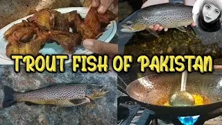 BEST TROUT FISH NARAN KAGHAN | BEST LOCATION FOR TROUT FISH | | STORY NO 4 | PAKISTAN | SWG